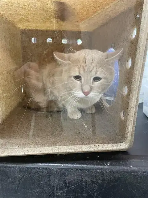 Baby Cat