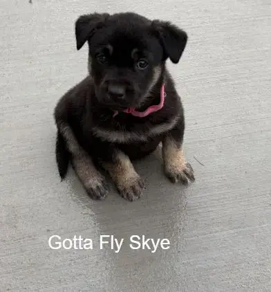 Gotta Fly Skye