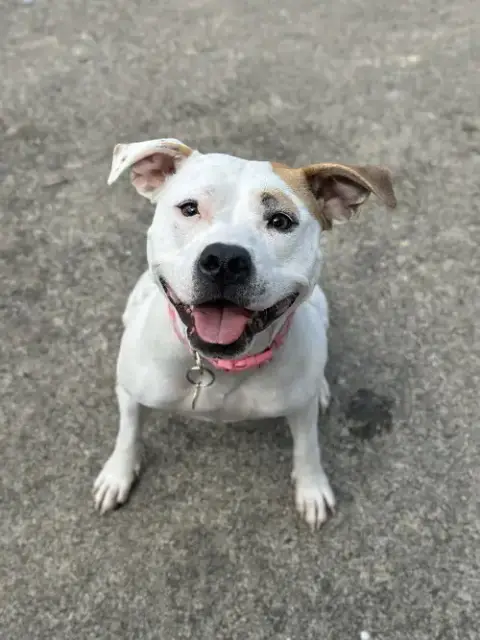 Olive Mini Pittie photo 2