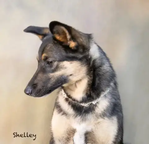 Shelley