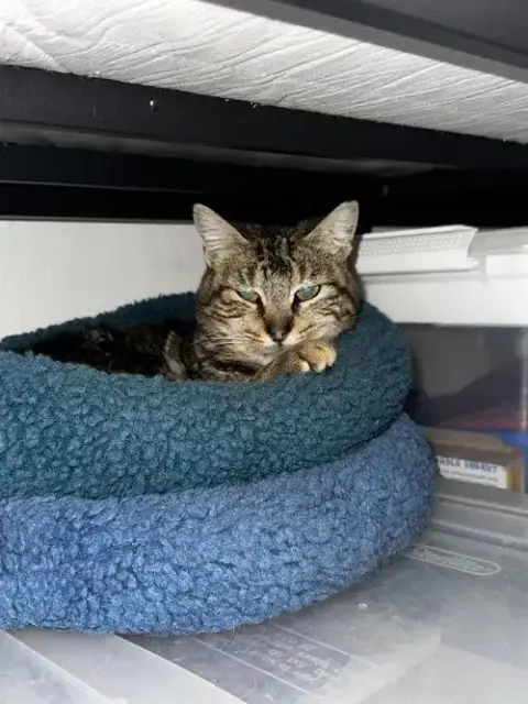 Taco Gato/Cat photo 2