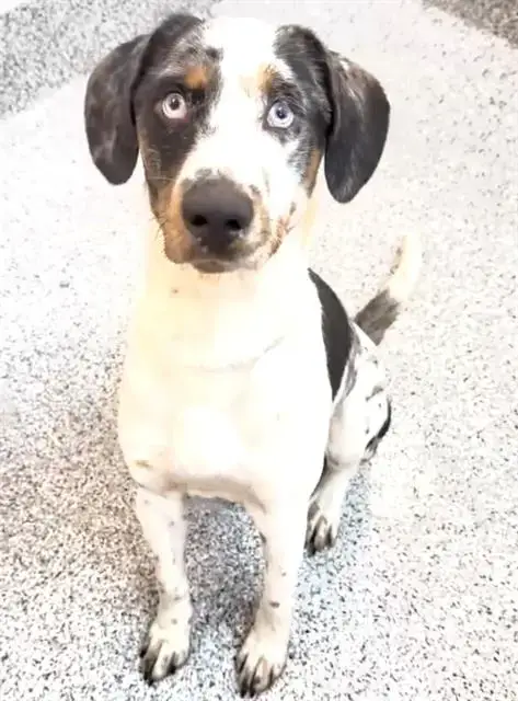 Jax