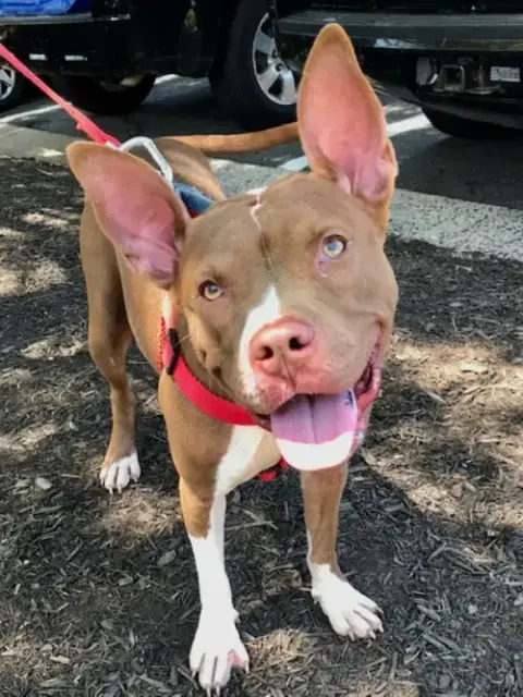 Holly *Adopt Or Foster*