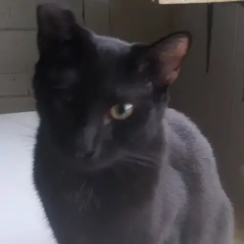 Lazarus