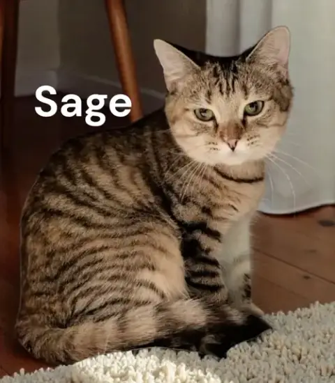 Sage photo 2
