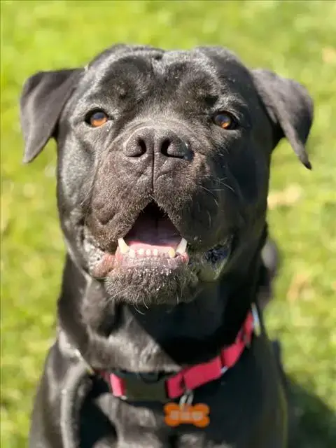 *Pj Aka Pearl