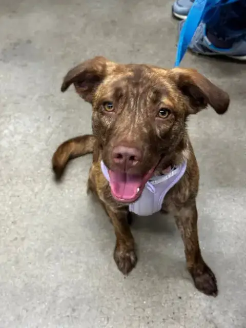 Dolly *Adoption Pending*
