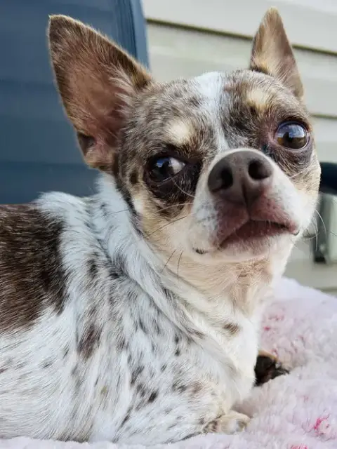 Dougie