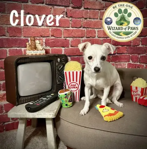 Clover photo 3