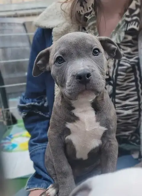 Hank