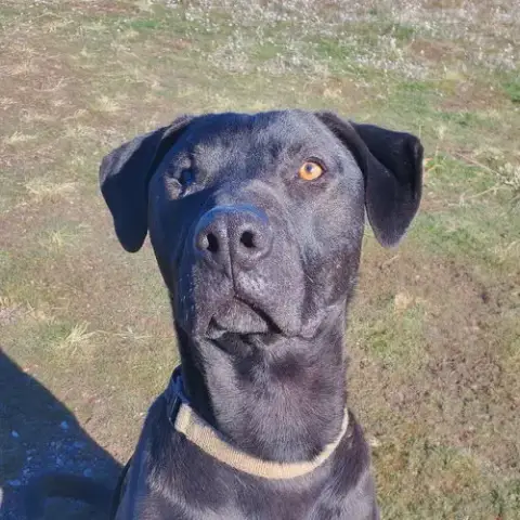 Oscar