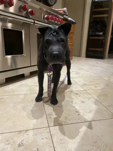 Molly photo 2