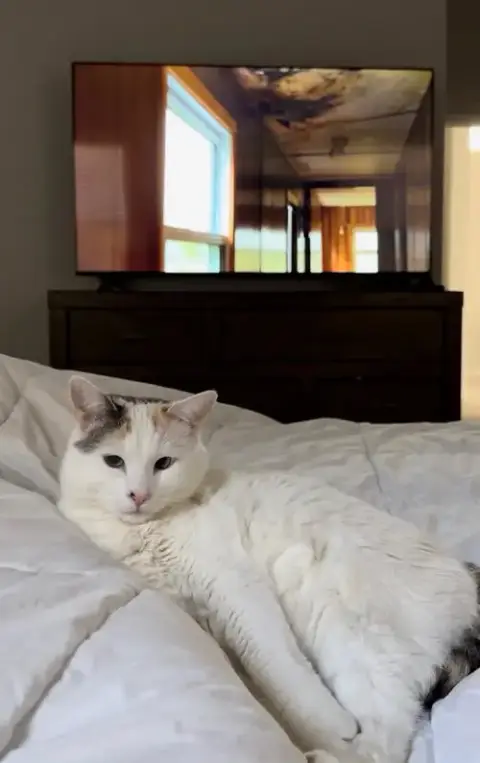 Kittyboo Kazoo photo 2