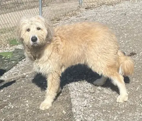 Scruffy photo 2