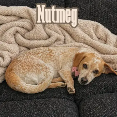 Nutmeg Cider photo 3