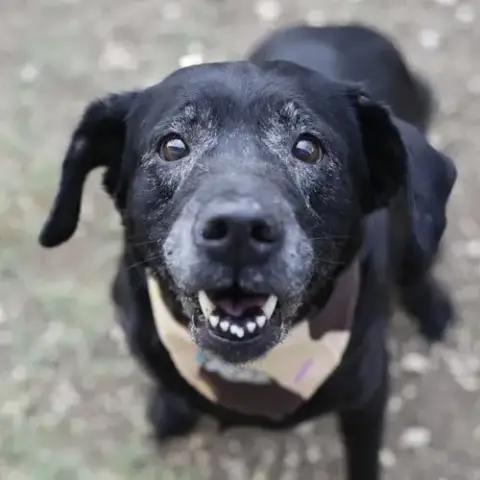 Maya