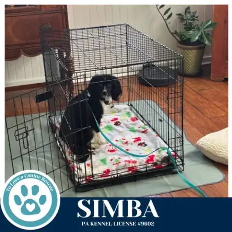Simba 020726 photo 3