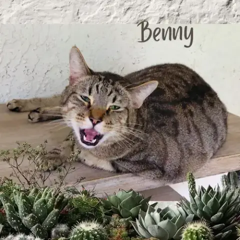Benny photo 2