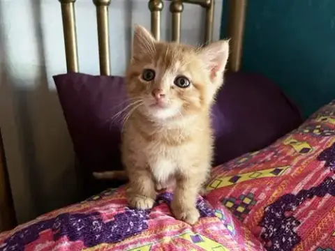Copper