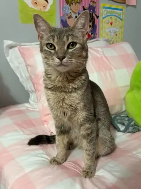 Posie