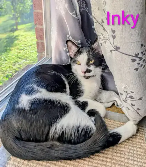 Kitten Inky