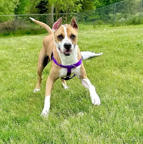 Louie photo 4