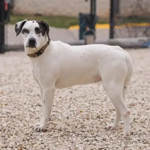 Perdita