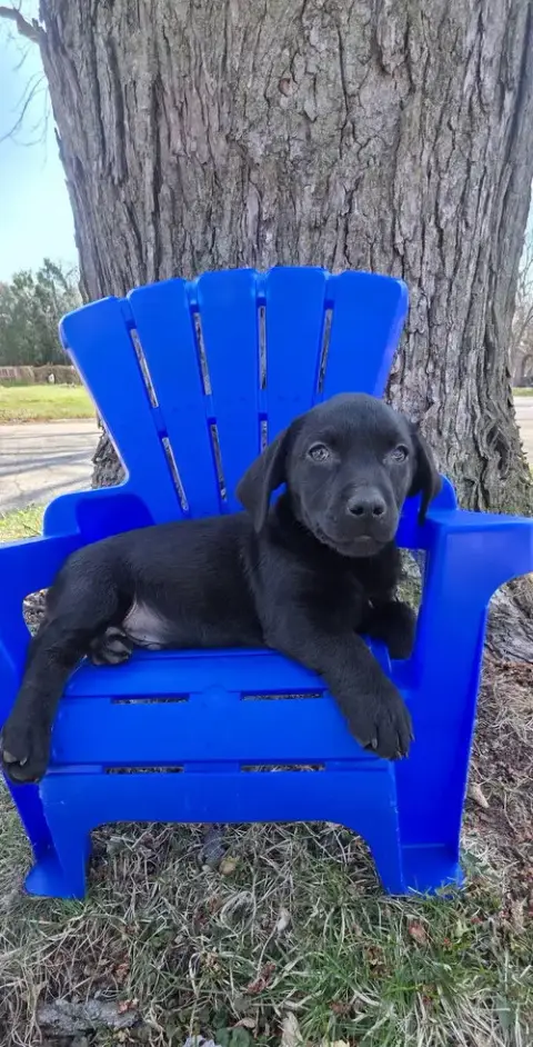 Feliz