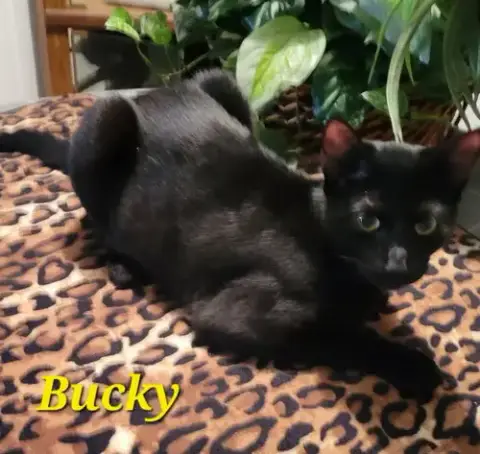 Bucky