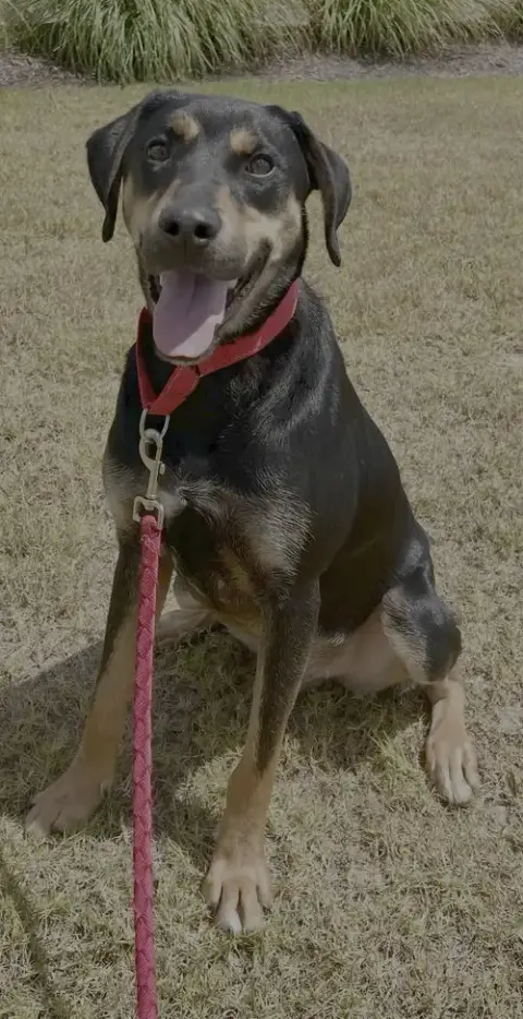 Koda photo 4