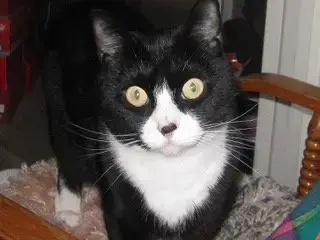 Paisley
