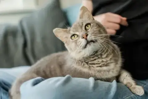 Gandalf