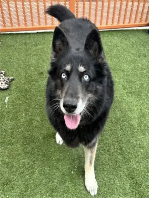 Mimi