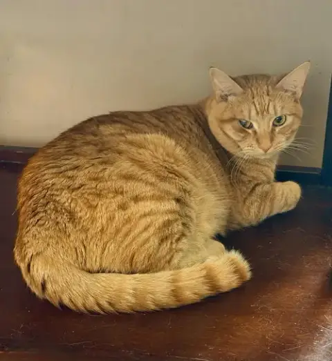 Redd