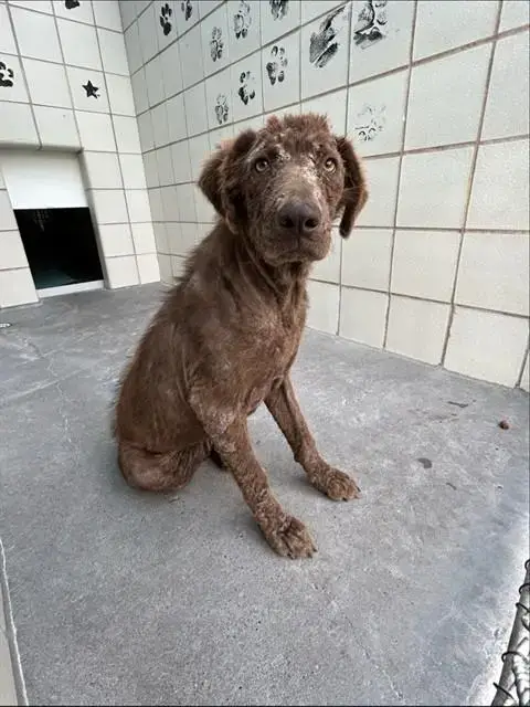 Coco