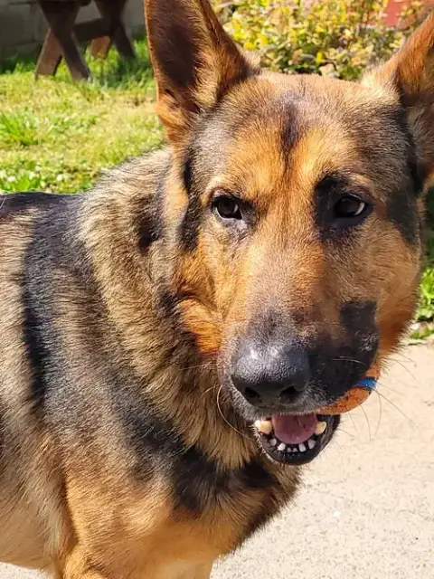Brody photo 2