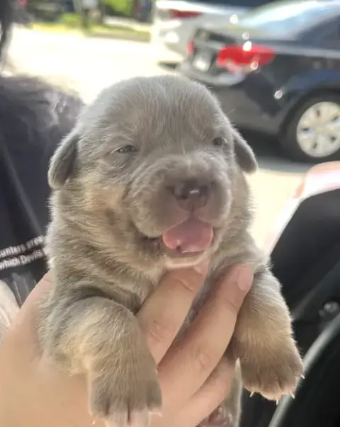Momma Iris' Litter: Toby photo 2