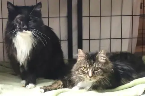 Tuxie And Roxie