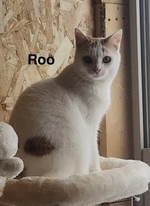 Roo -Cartoon Kittens