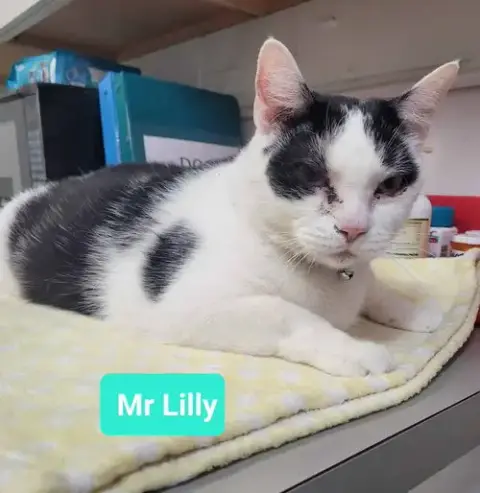 Mr. Lilly photo 3