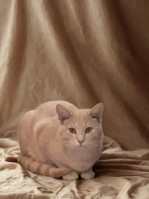 Taz