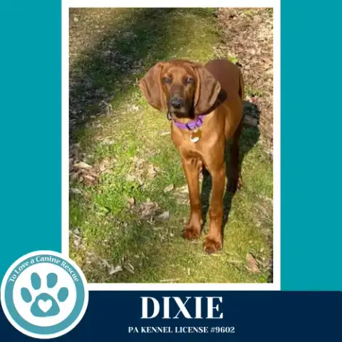 Dixie 041126 photo 4