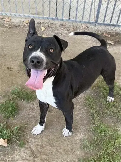 Buster