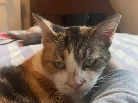 Tuna photo 2