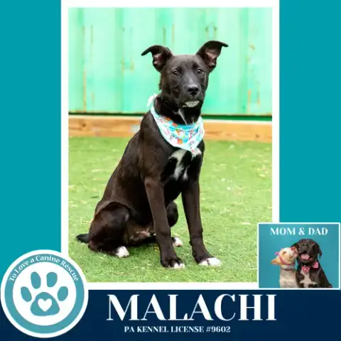 Malachi photo 2