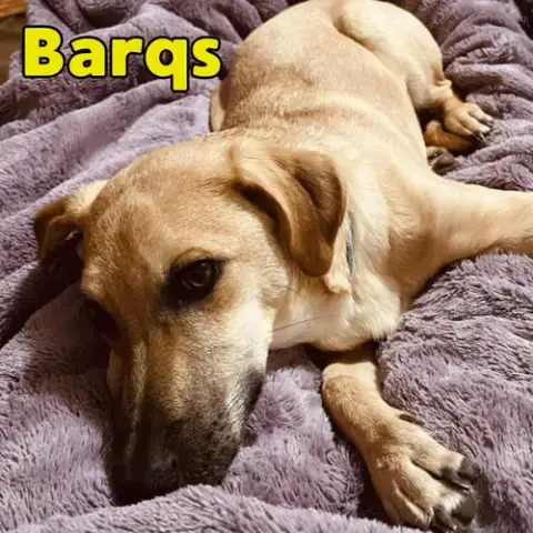 Barq'S Root Beer photo 3