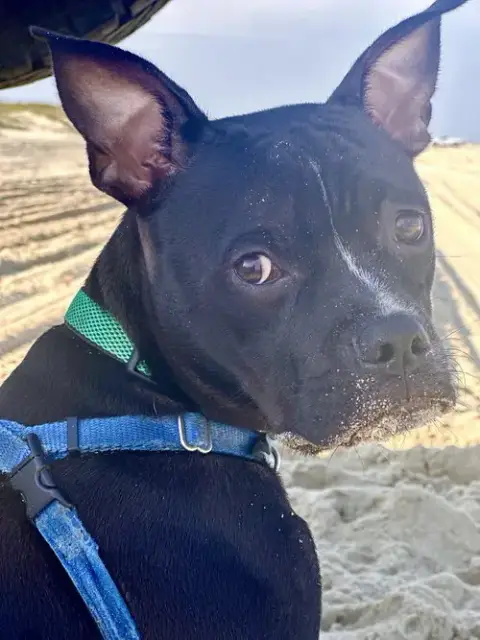 Jett