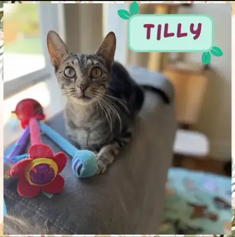 Tilly photo 3