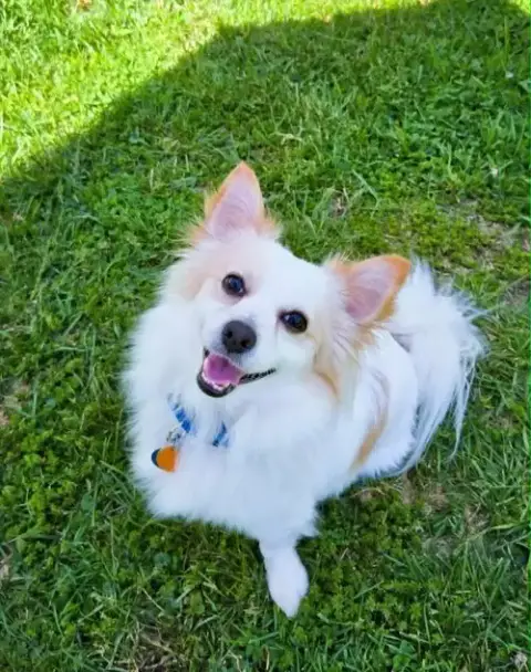 Benito