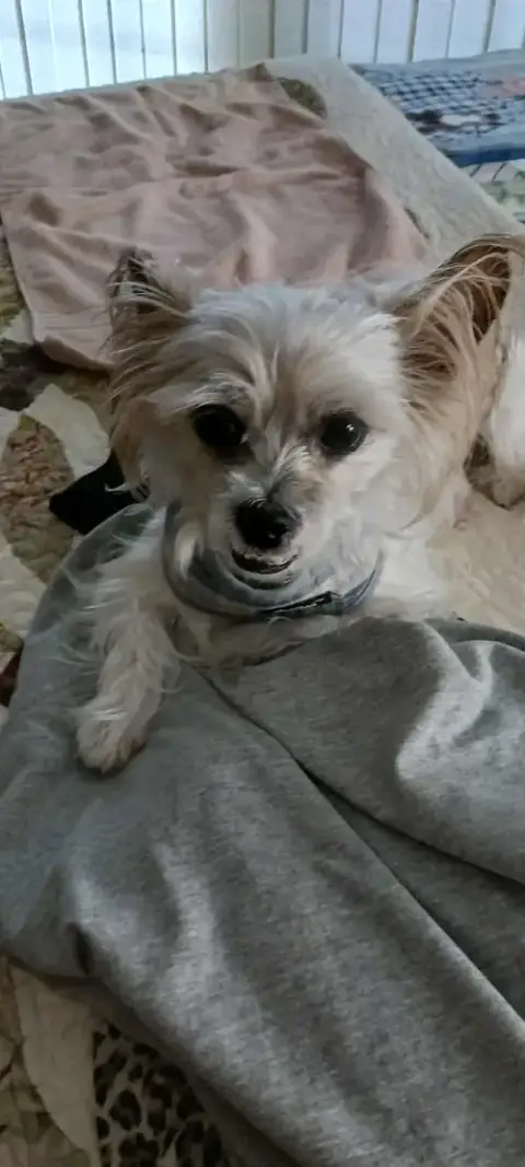 Biscuit photo 5